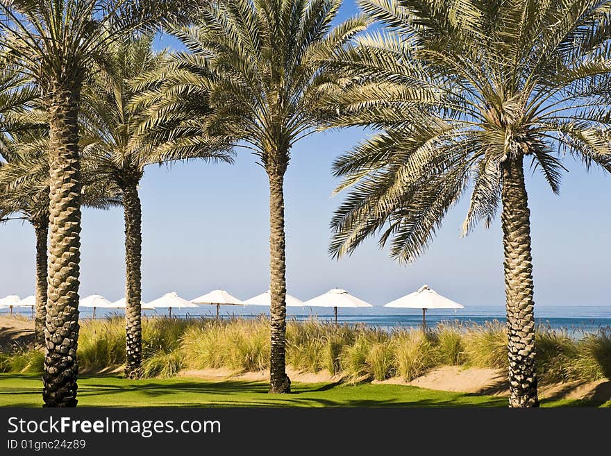 Beautiful lush garden with palm trees and lawns next to a tourist beach with umbrellas and deck chairs. Beautiful lush garden with palm trees and lawns next to a tourist beach with umbrellas and deck chairs.