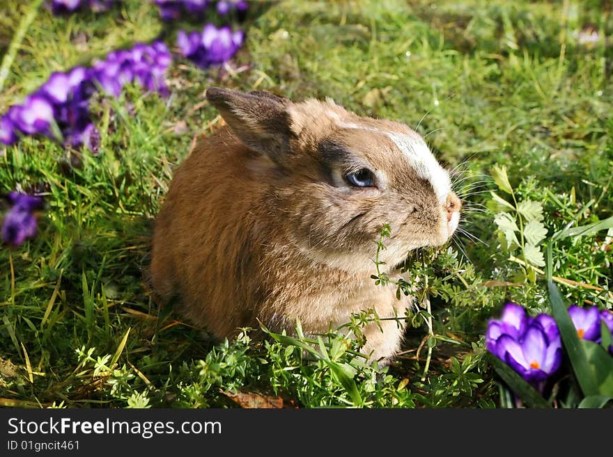 Funny rabbit in spring flowers