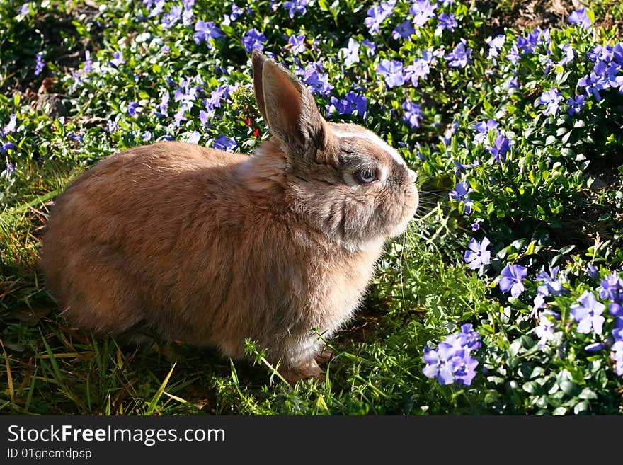 Funny rabbit in spring flowers