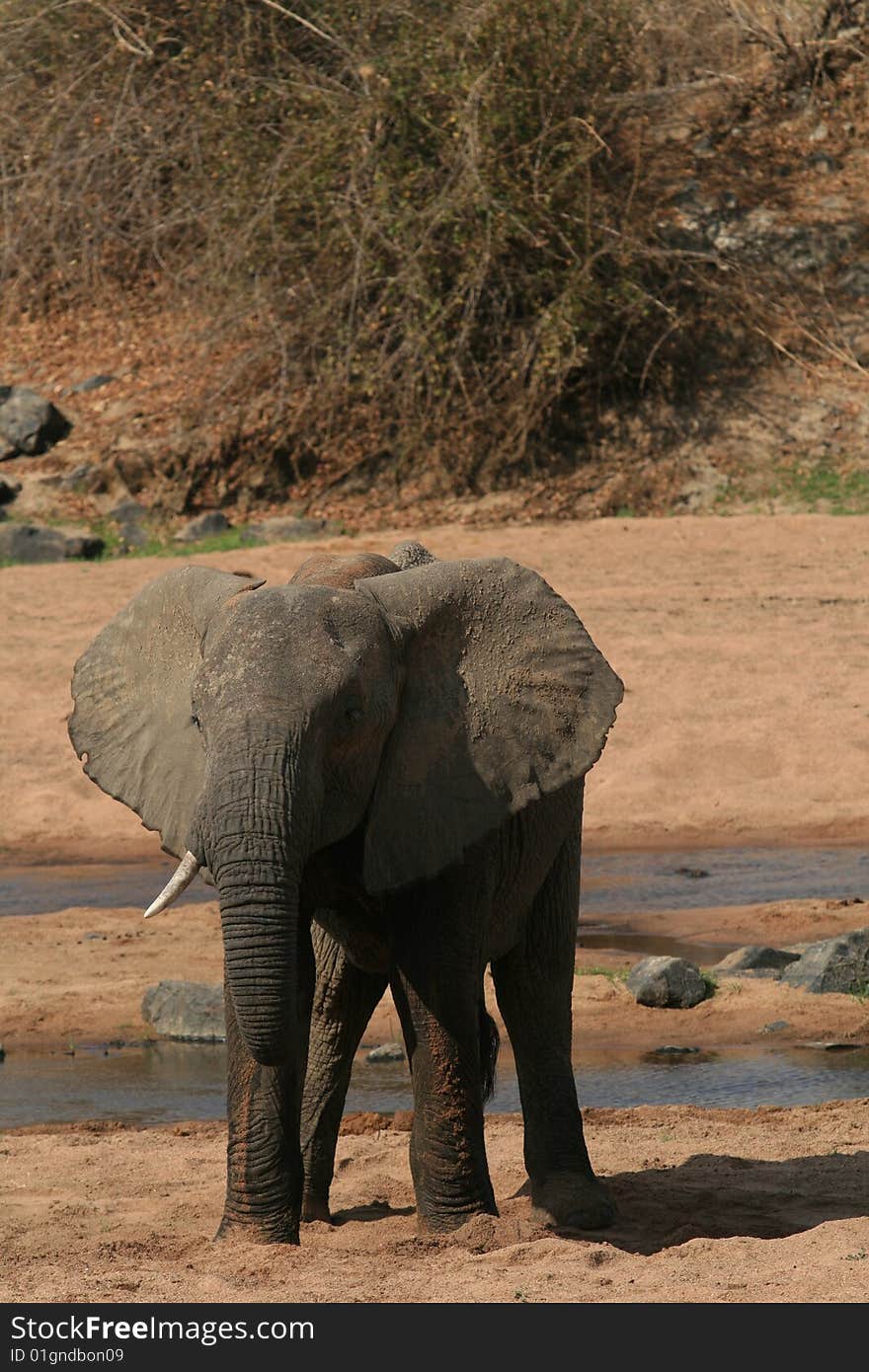 A young African elephant visiting water hole during dry season at Ruaha park in Tanzania. A young African elephant visiting water hole during dry season at Ruaha park in Tanzania.