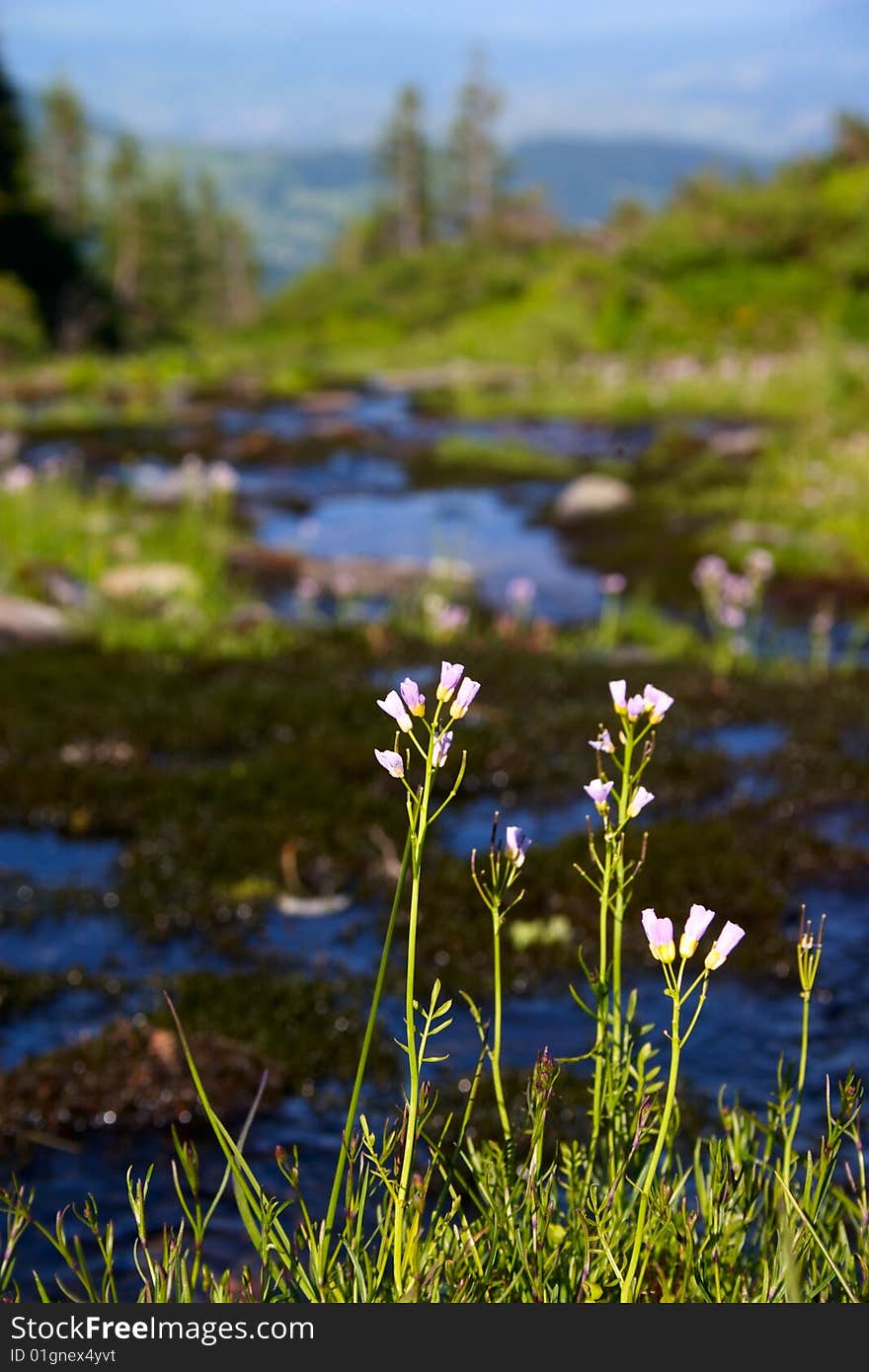 Landscape with flowers and brook