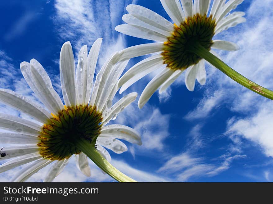 Camomile flowers on background of blue sky