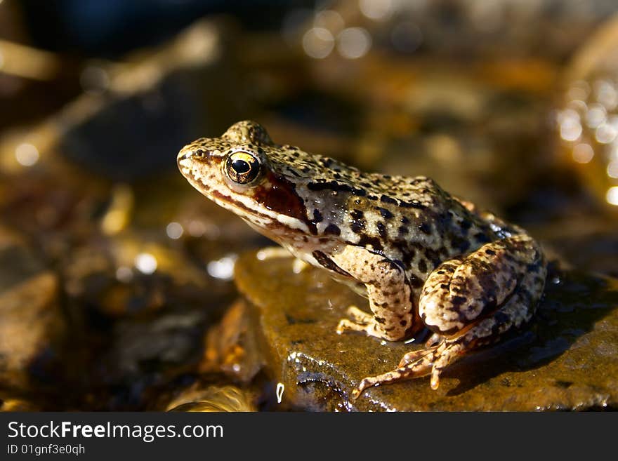 Brown frog in a brook