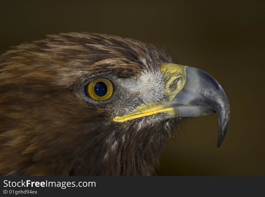 Golden Eagle