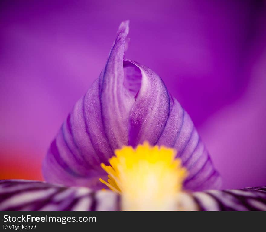 Colorful iris flower detail, macro image