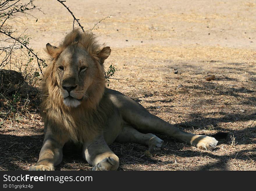 Male Lion Relaxing To Escape Heat