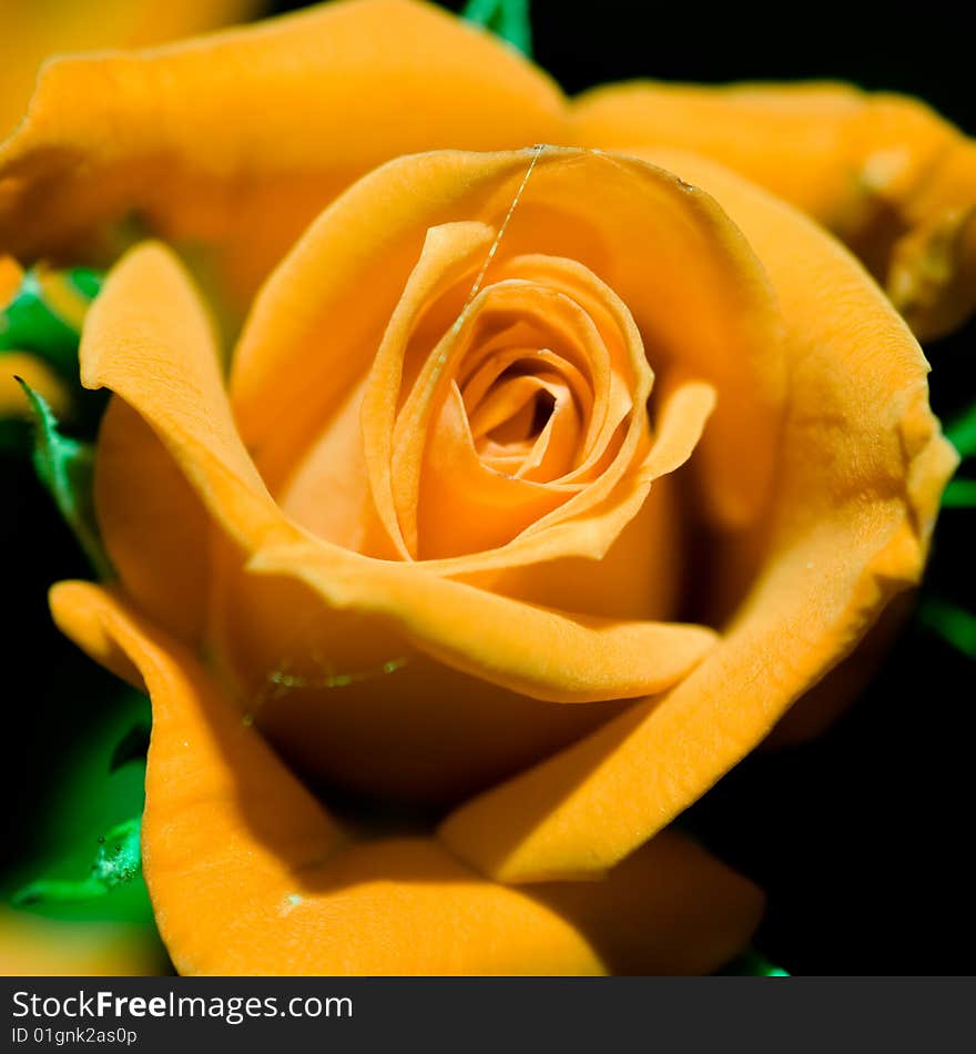 Yellow rose