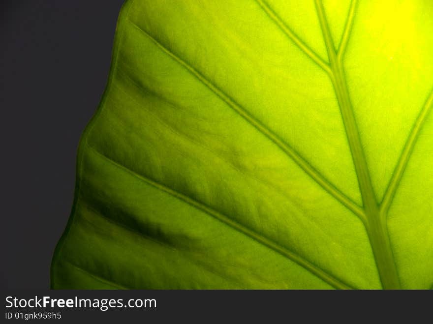 Green leaf detail