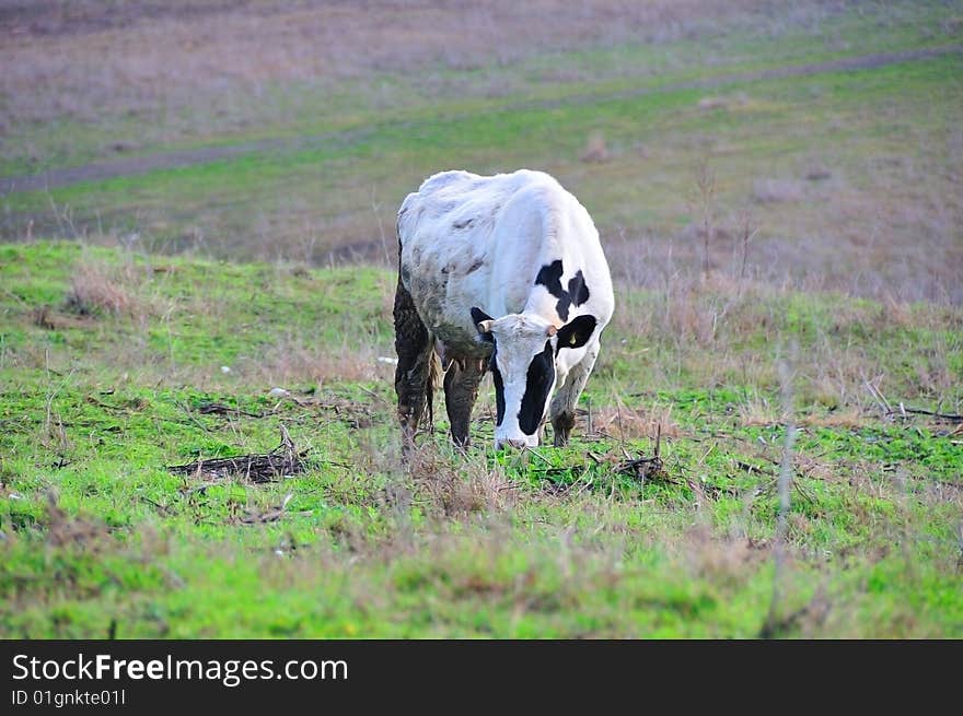 Grazing cow on the field, Strandja mountain, Bulgaria