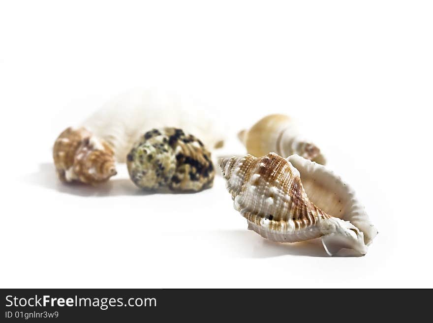 Sea shell