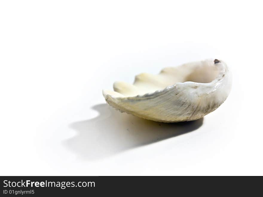 Sea Shell