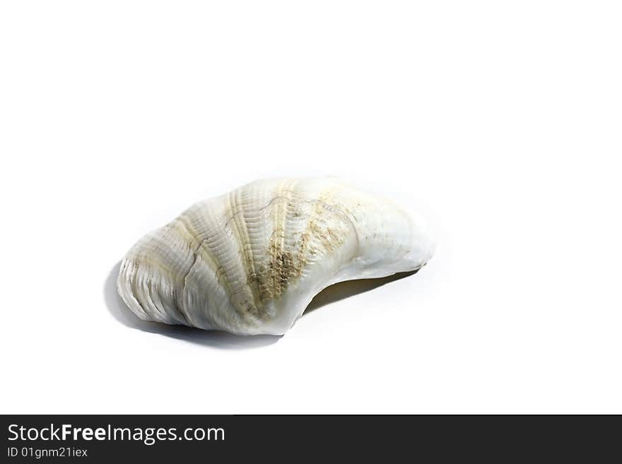 Sea shell