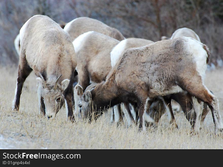 Moutain sheep herd in Jasper National Park, Alberta, Canada