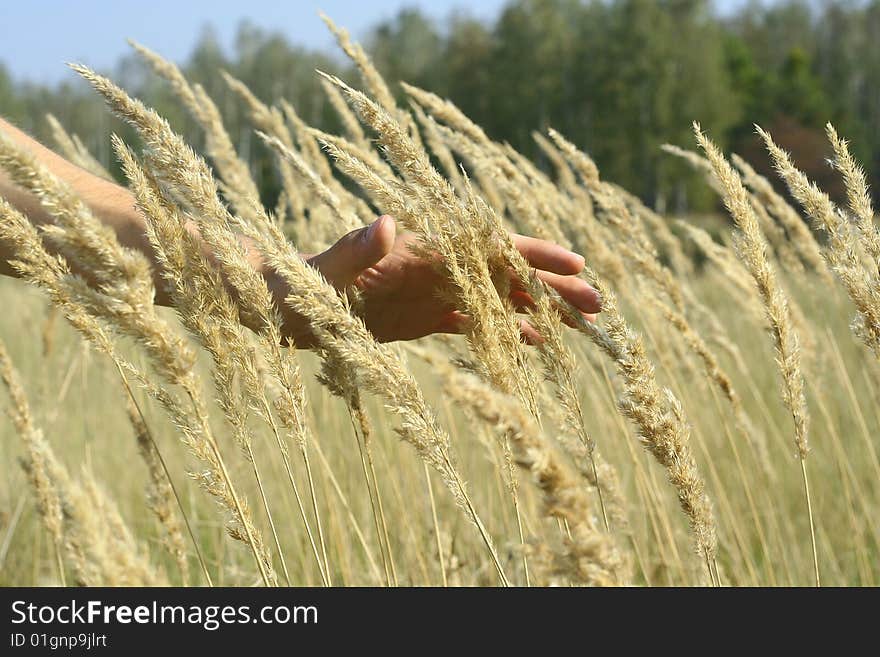 Man's hand passes through wheat on a field. Man's hand passes through wheat on a field