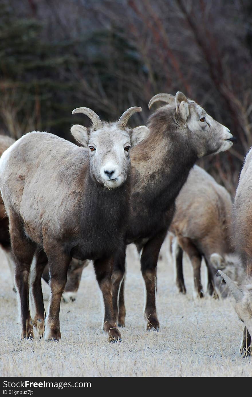 Moutain sheep herd in Jasper National Park, Alberta, Canada