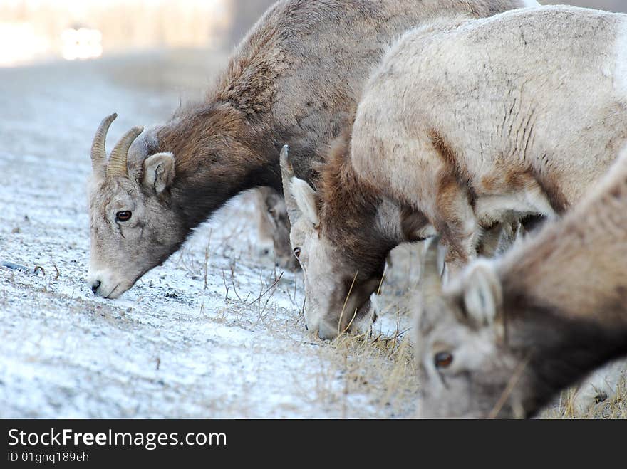 Moutain Sheep