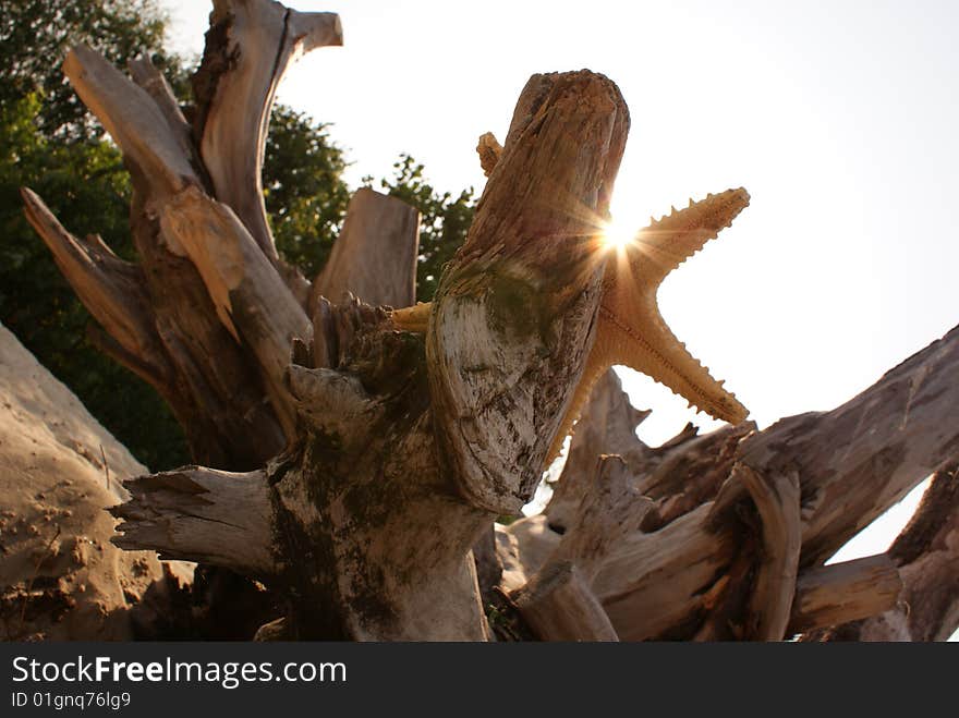 Starfish and sunbeams.The beach.The old tree