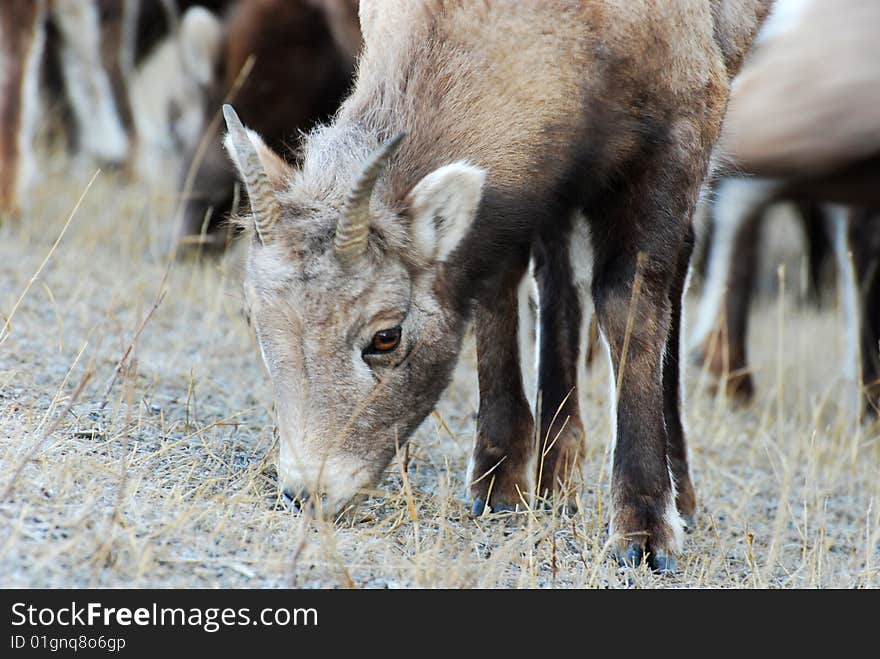 Moutain sheep herd in Jasper National Park, Alberta, Canada