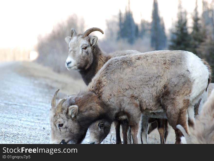 Moutain sheep herd in Jasper National Park, Alberta, Canada