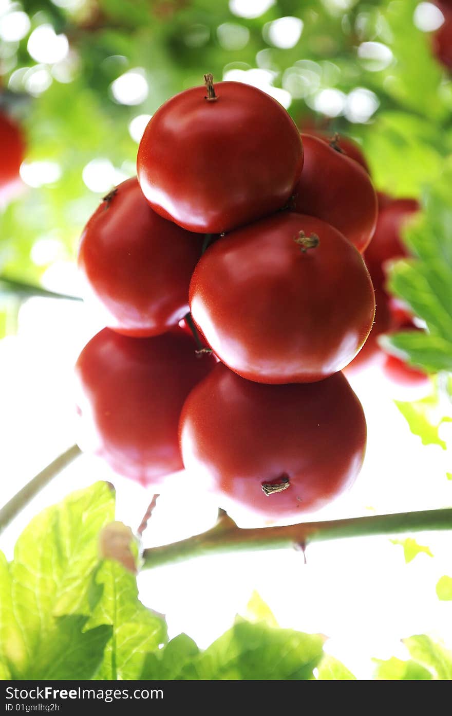 A truss of organic Grape tomatoes