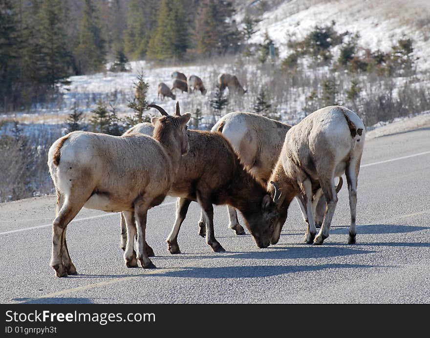 Moutain sheep herd in Jasper National Park, Alberta, Canada