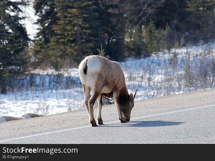 Moutain sheep herd in Jasper National Park, Alberta, Canada