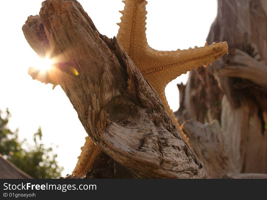 Starfish and sunbeams.The beach.The old tree