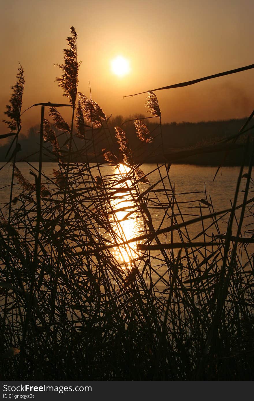 Cane on lake