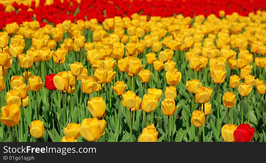 Yellow and red tulips