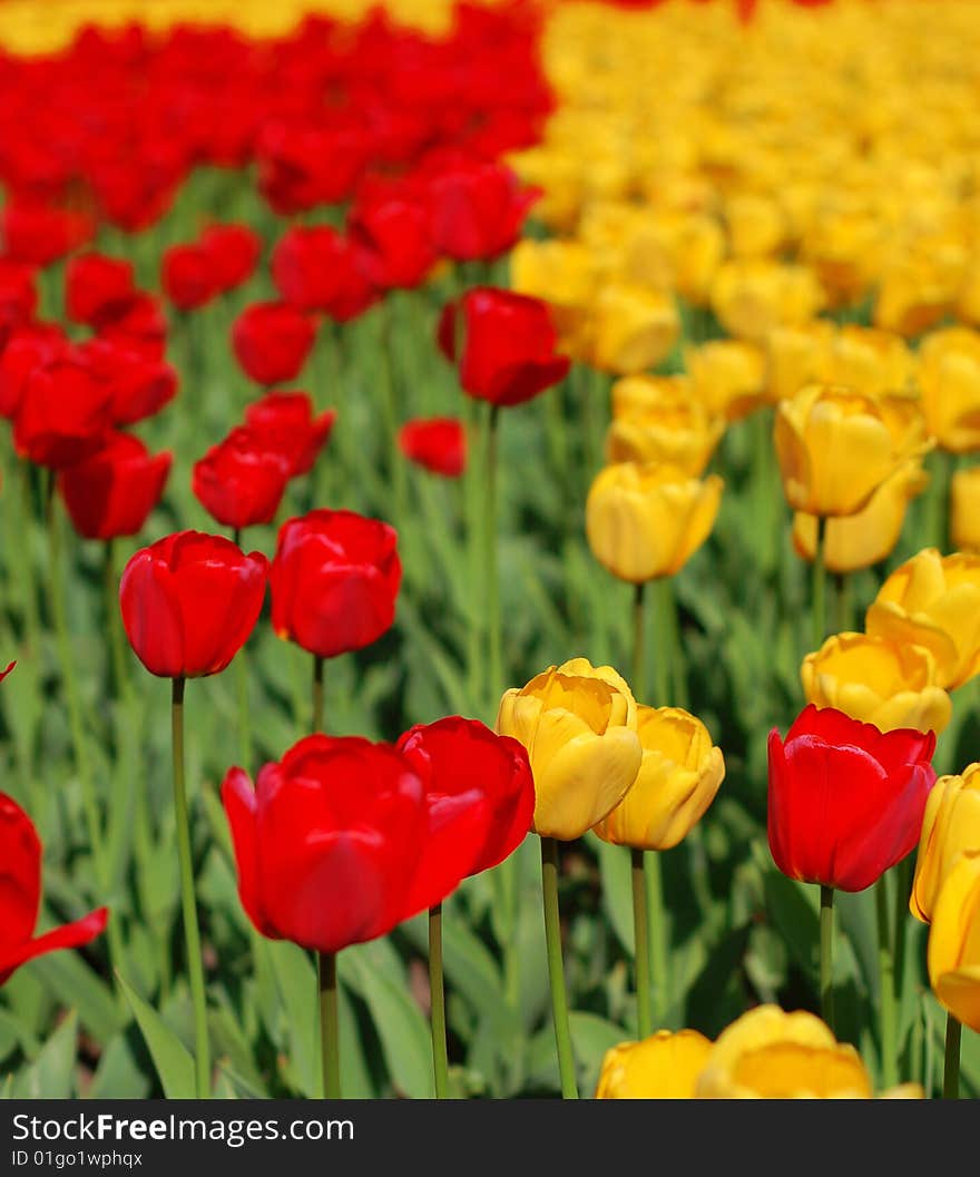 Yellow And Red Tulips