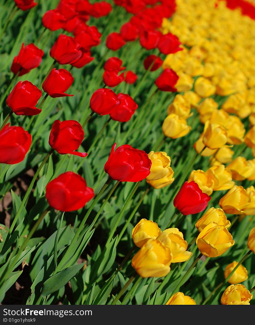 Yellow And Red Tulips