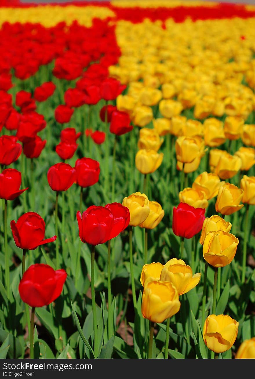 Yellow and red tulips