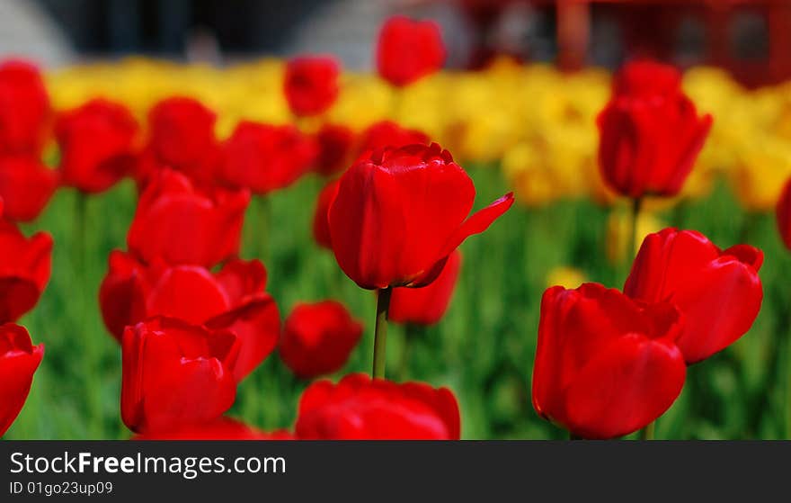 Yellow And Red Tulips