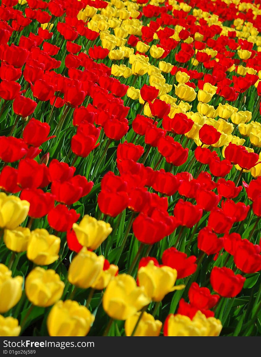 Yellow And Red Tulips