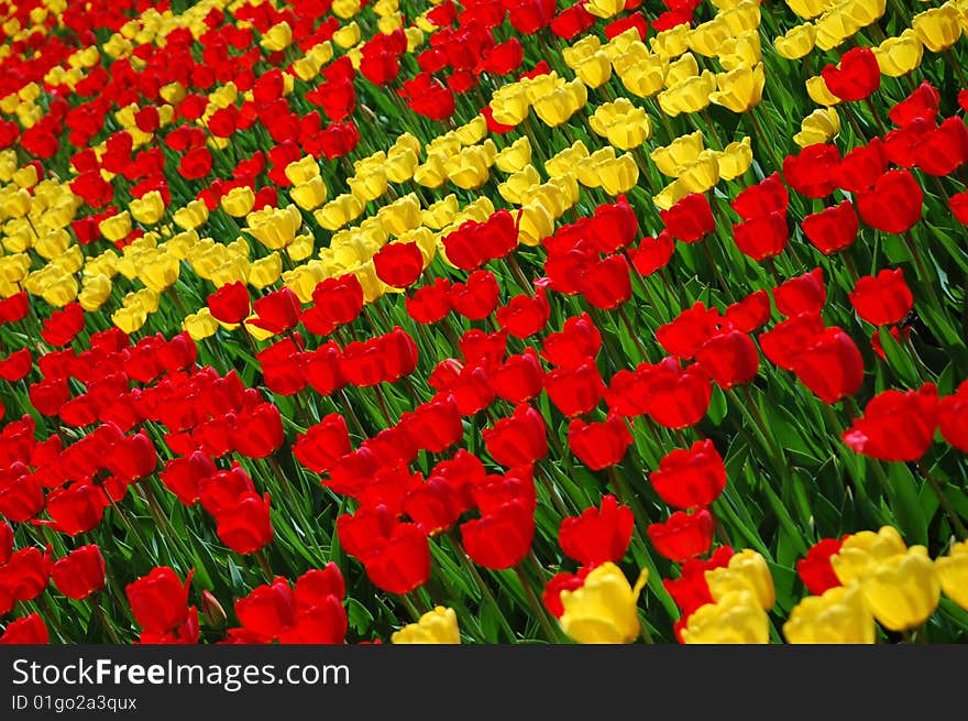 Yellow And Red Tulips