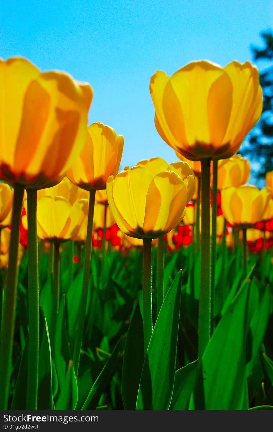 Yellow tulips