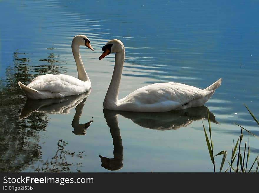 Pair of swans in the lake blue