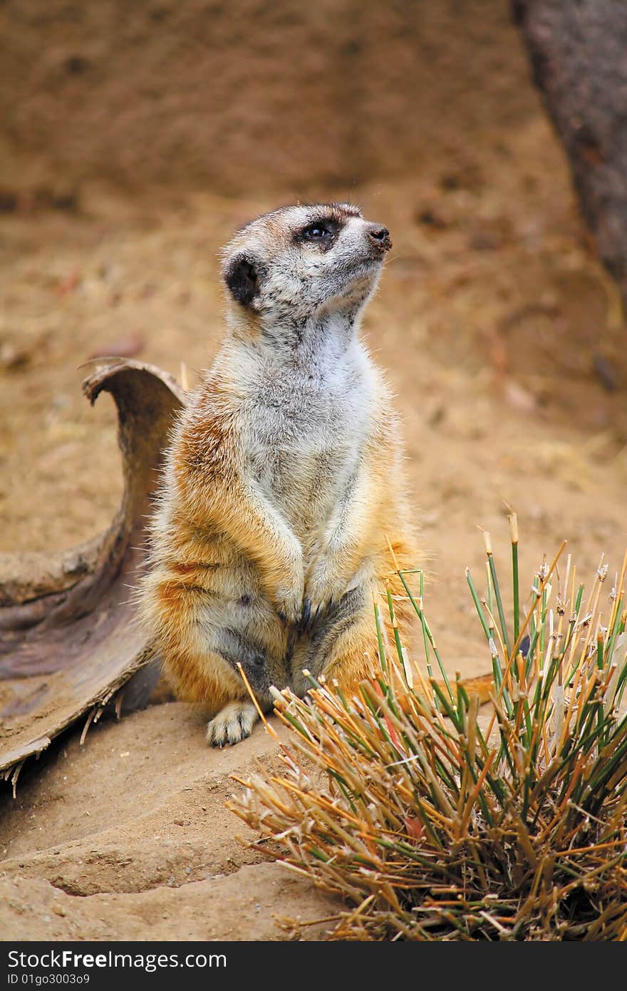 Alert Meerkat