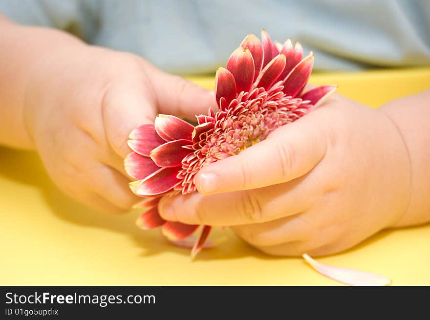 Close-up of red gerber in baby's hands. Close-up of red gerber in baby's hands