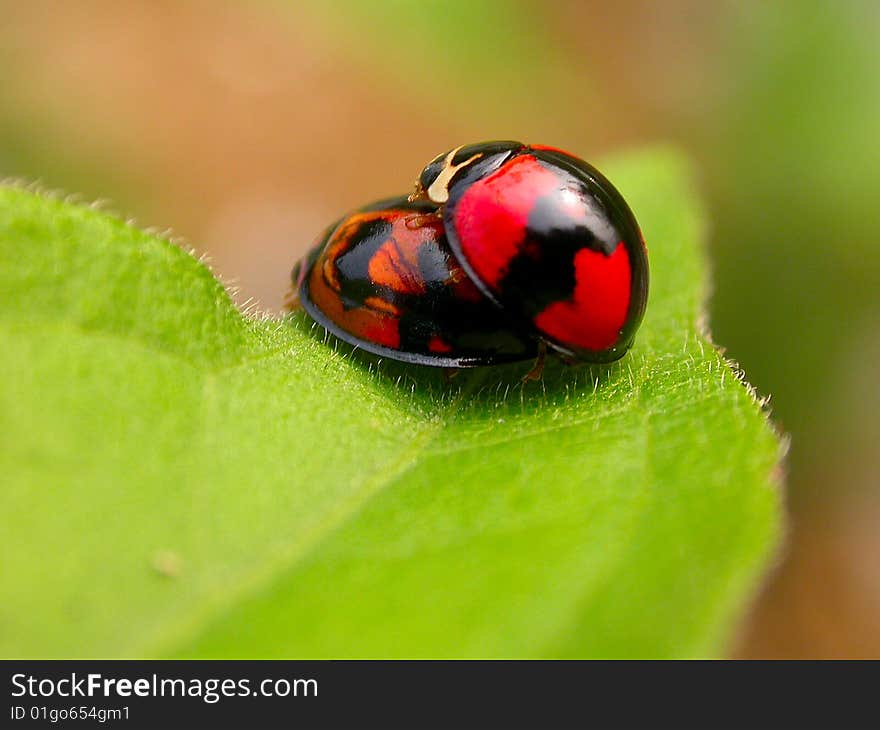 Ladybug