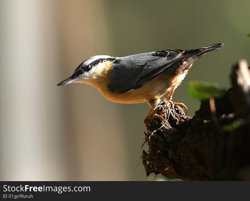 Nuthatch