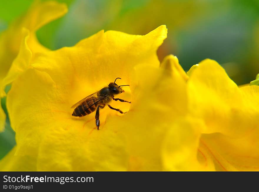 Bee extracting pollen from yellow flower. Bee extracting pollen from yellow flower