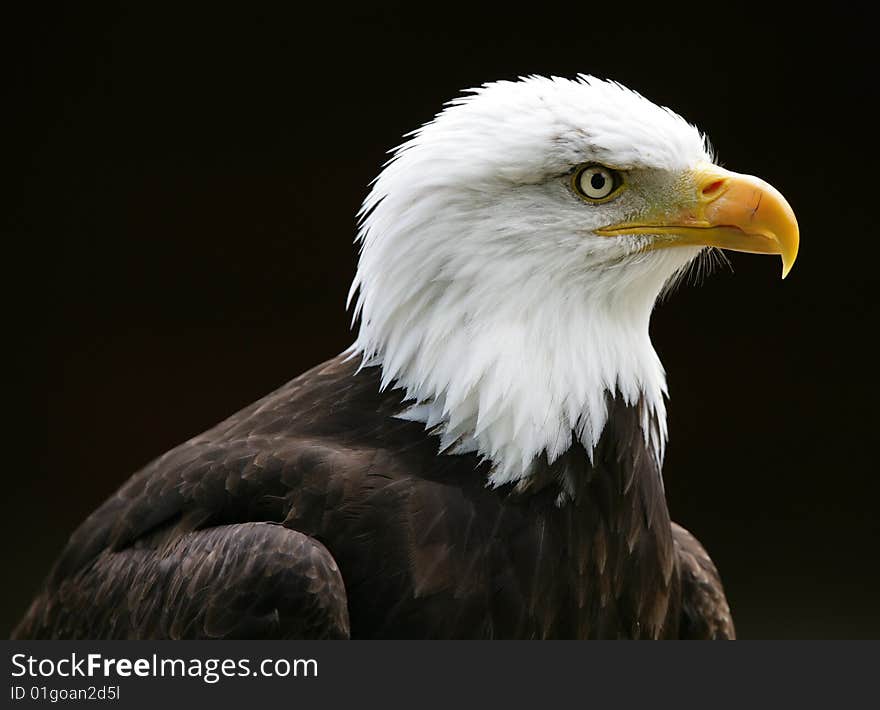 Bald Eagle