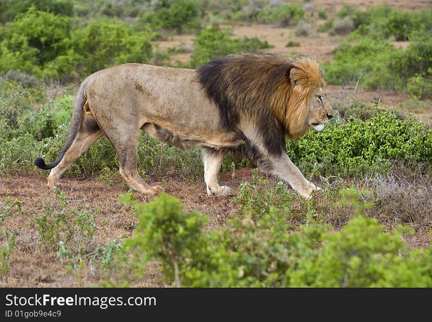 A large Male Lion walks the boundary of his territory. A large Male Lion walks the boundary of his territory