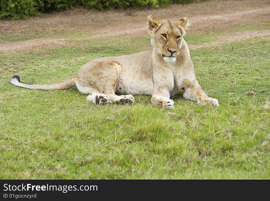 Relaxed Lioness