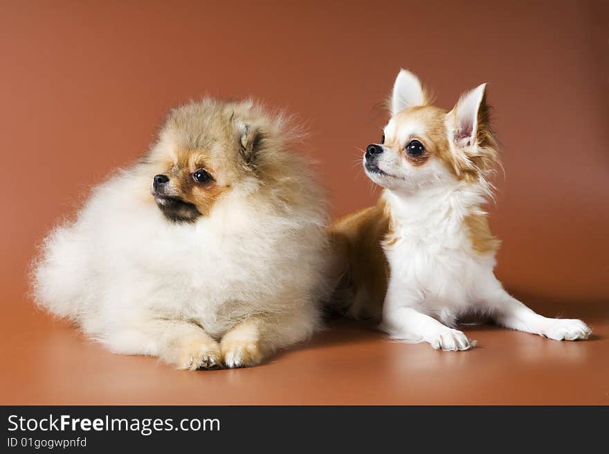 Puppies of a spitz-dog and сhihuahua in studio