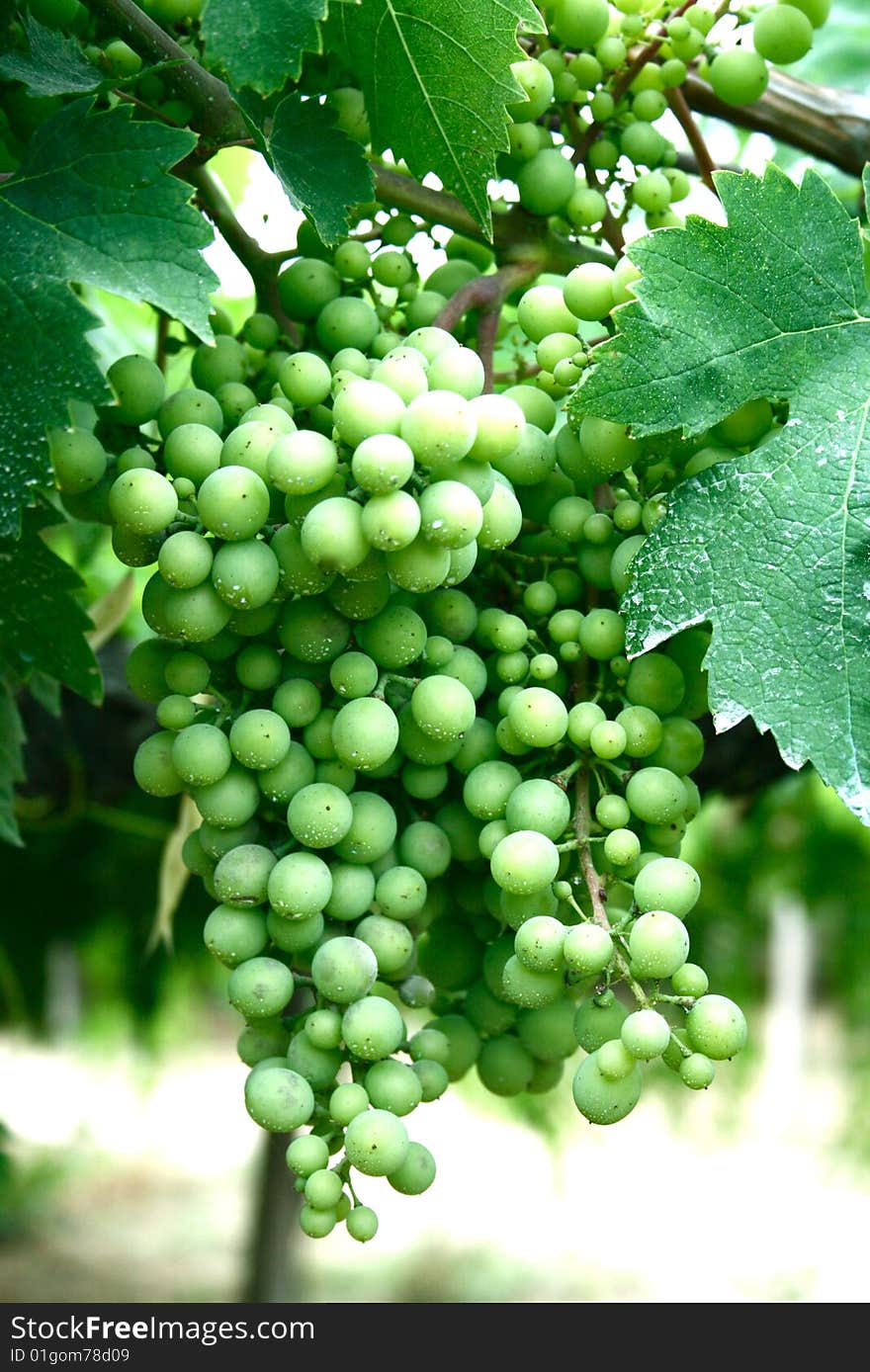 Grapes