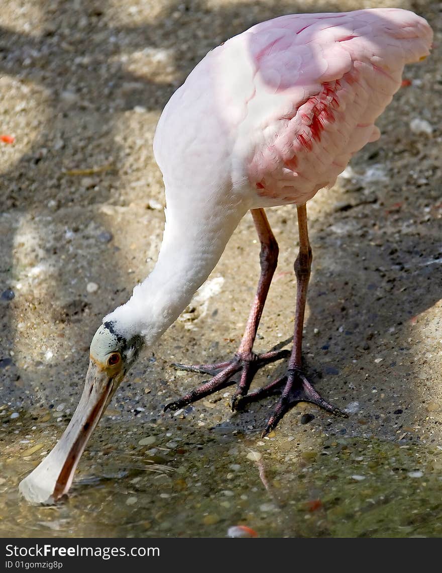 Roseate Spoonbill 5