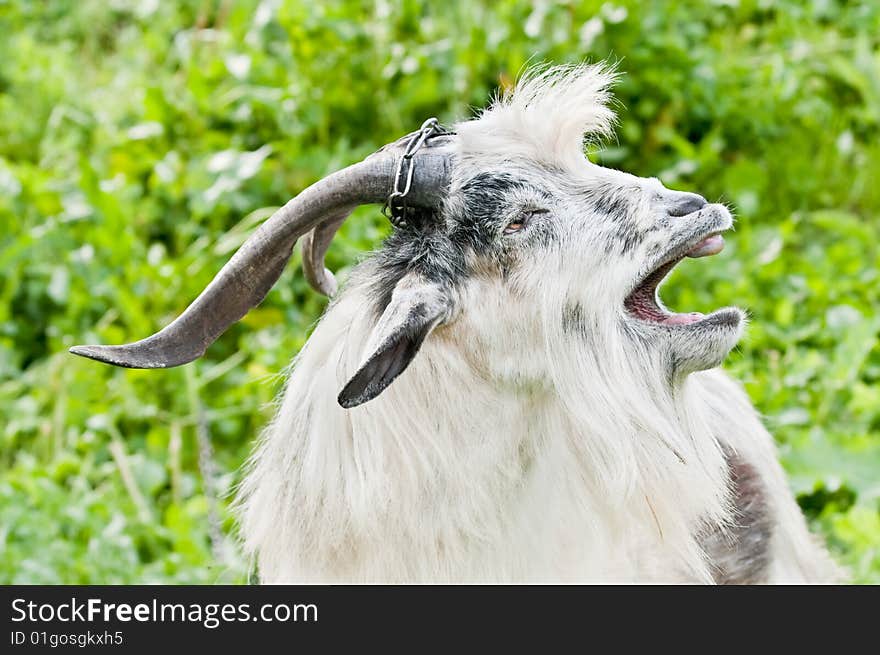 Domestic goat with open mouth at meadow