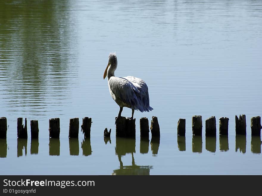 Pelican on wooden post.